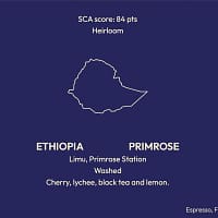 Ethiopia Primrose